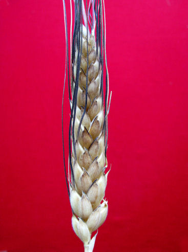 giustalisa